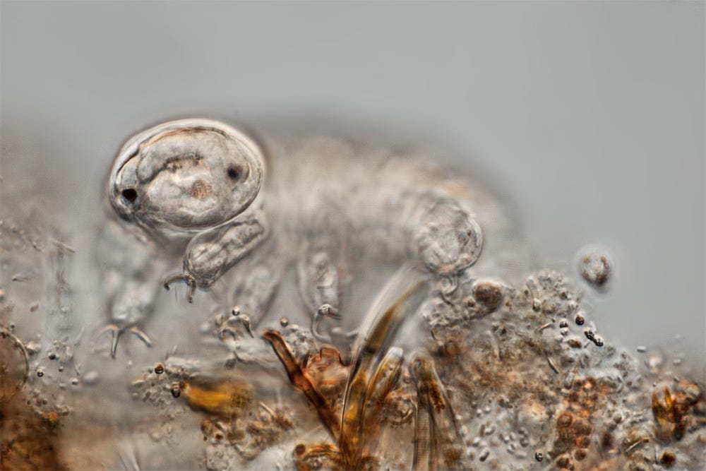 Microphotograph of a translucent tardigrade whose head is facing the camera with what looks like a smile on its face