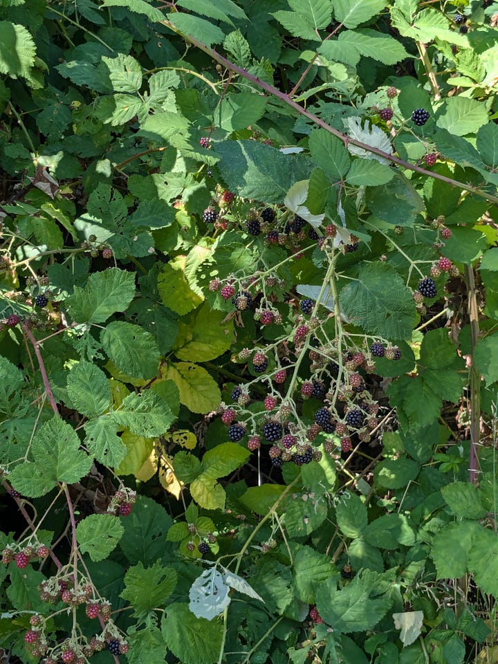 Bess provided several images of her time in cemeteries. The first image shows a bramble of ripening blackberries. The second image shows Bess Lovejoy, with dark hair and wearing a black top and green skirt, gazing upon an aging headstone. The third image features a statue of a woman, face looking downward, and is adorned with a flower necklace. The final photo is a cluster of headstones, one spiking higher than the others, but all showing decades of age.
