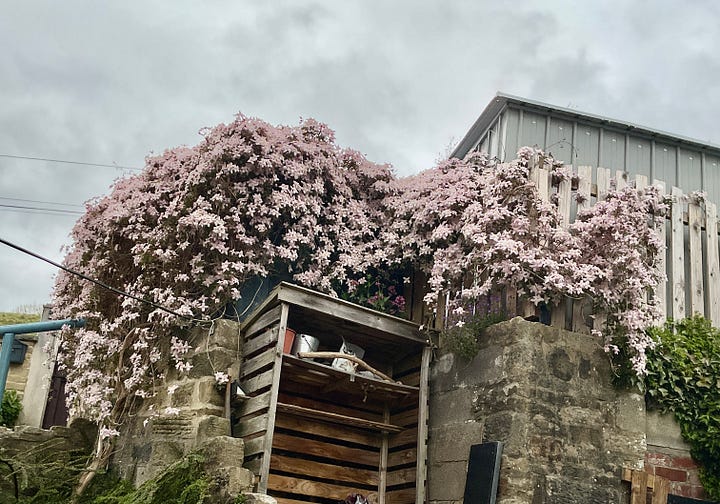 Pink clematis in flower climbing over a blue fence on top of a stone wall. 