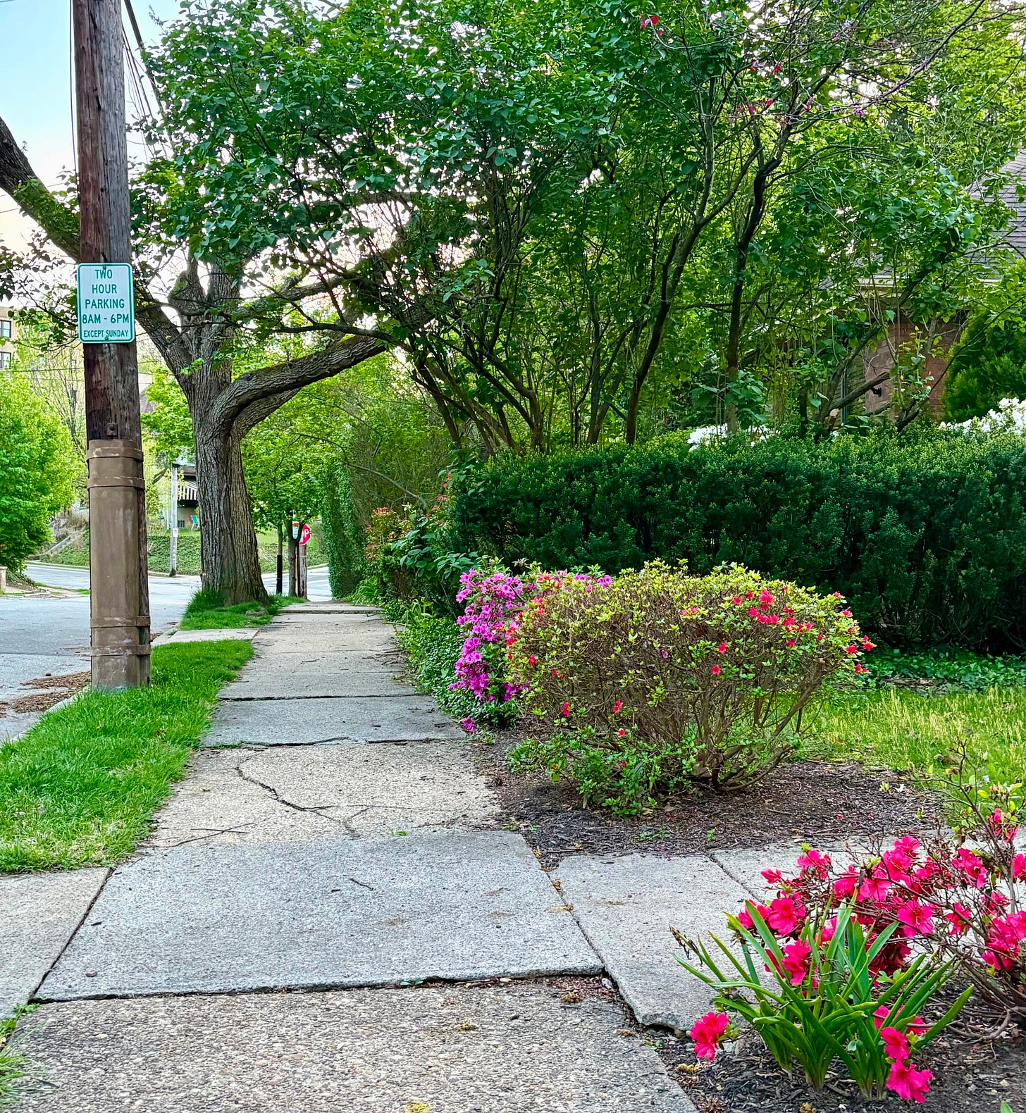 A view of a neighborhood sidewalk in springtime with leafy trees and red and purple bushes and flowers.