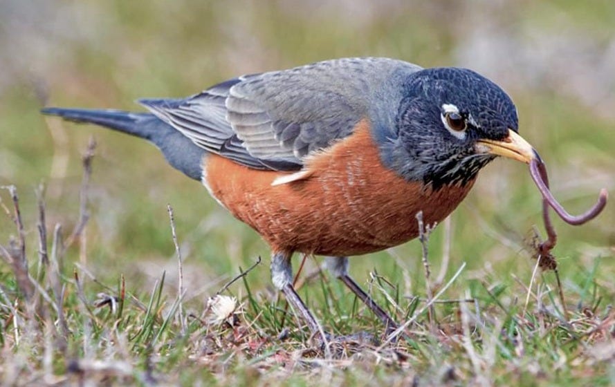 American Robin Overview, All About Birds, Cornell Lab of Ornithology American Robin Overview, All About Birds, Cornell Lab of Ornithology