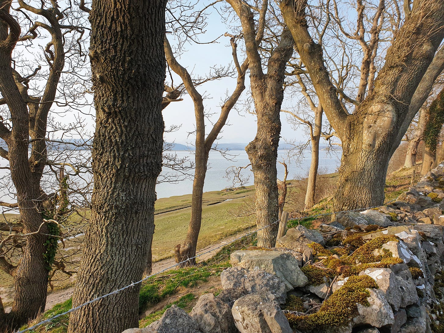 Winter trees along the Leven Estuary. Seeing through the trunks to the river beyond. Image by Susan Mills