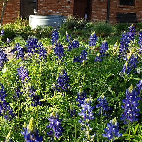 ideas for my boulevard garden