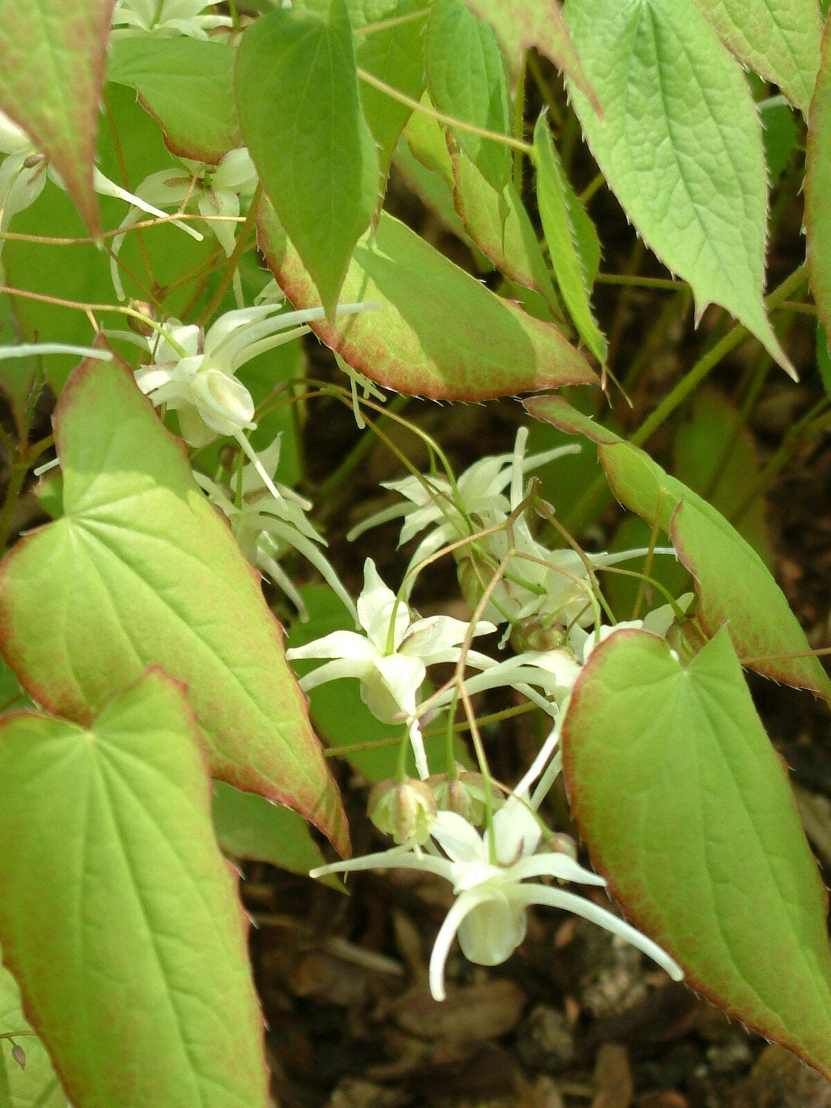Epimedium SubSp. Koreanum - The Beth Chatto Gardens