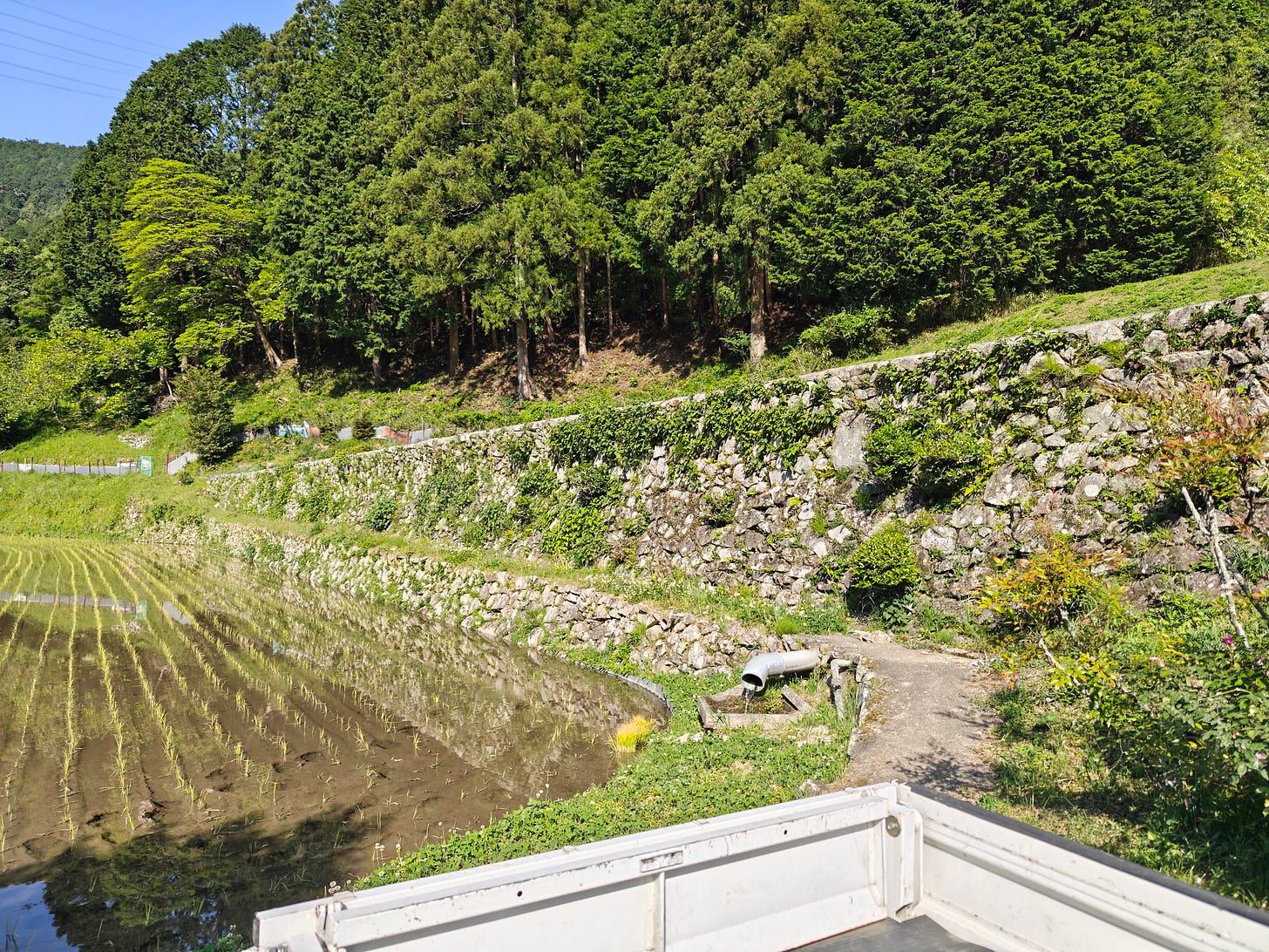 草刈り前の農道と石垣 草刈り前の農道と石垣