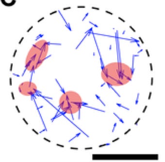http://www.plosone.org/article/slideshow.action?uri=info:doi/10.1371/journal.pone.0028156&imageURI=info:doi/10.1371/journal.pone.0028156.g003