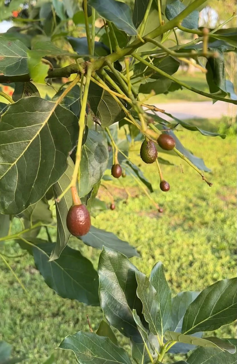 Green leaves of an avocado tree with several small brown avocados growing on the branches.