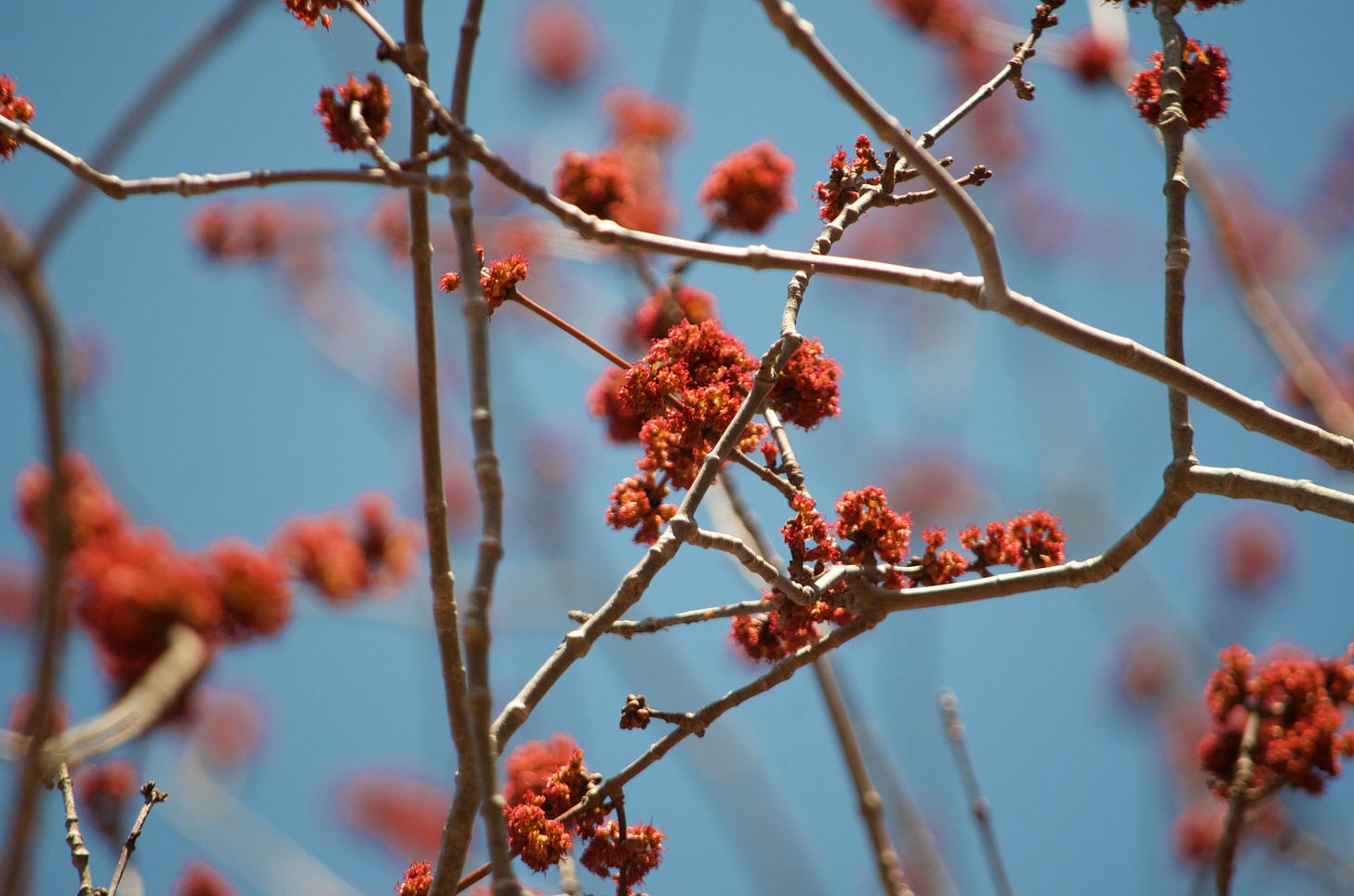 A close-up view of maple branches in bloom showcases their bright red cluster blossoms against a bright blue sky.