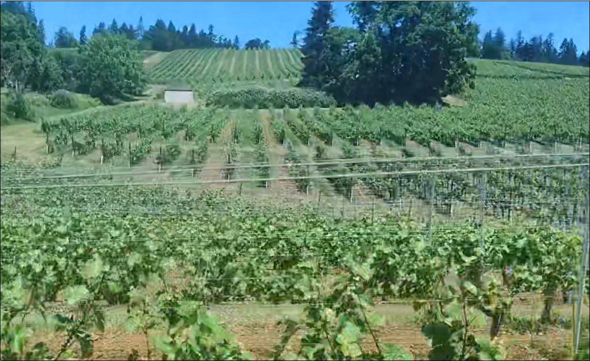 Click to see Ernie's side view of the vineyard while mowing.