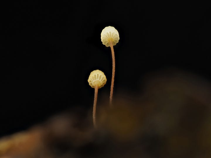 two tiny yellow mushrooms on a leaf