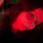 Mira's avatar
