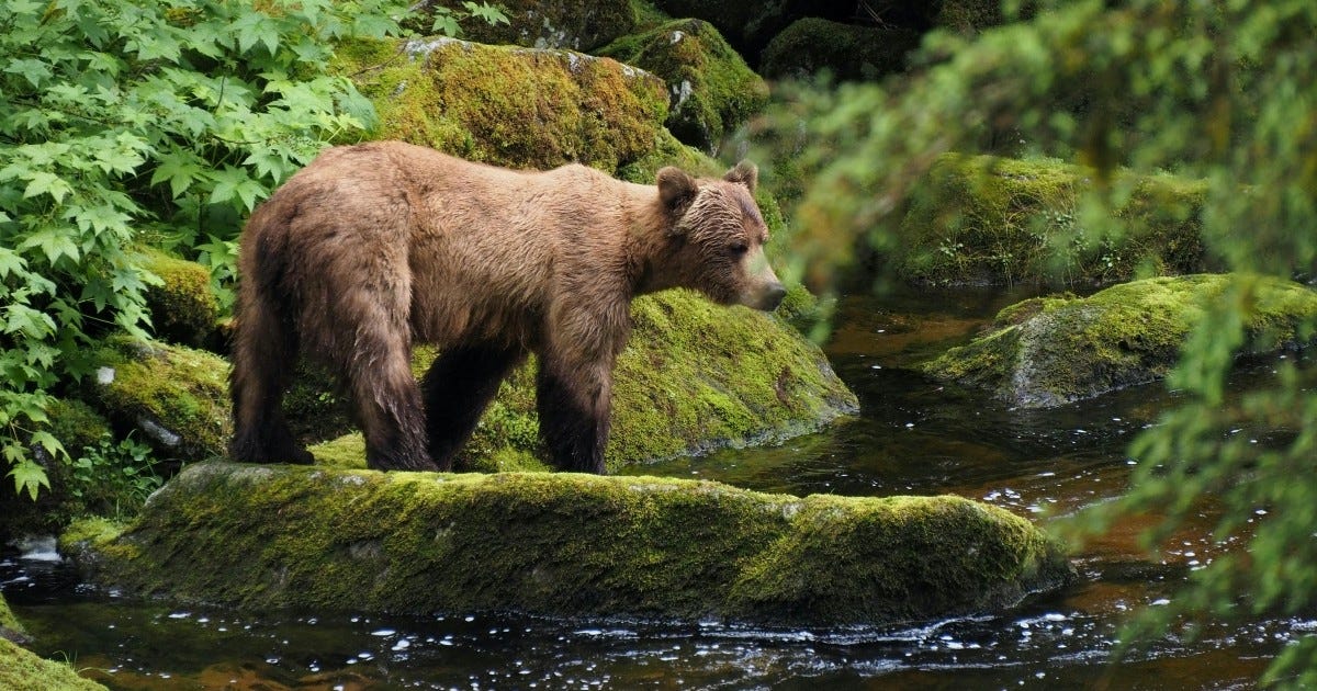 Brown bear in the forest
