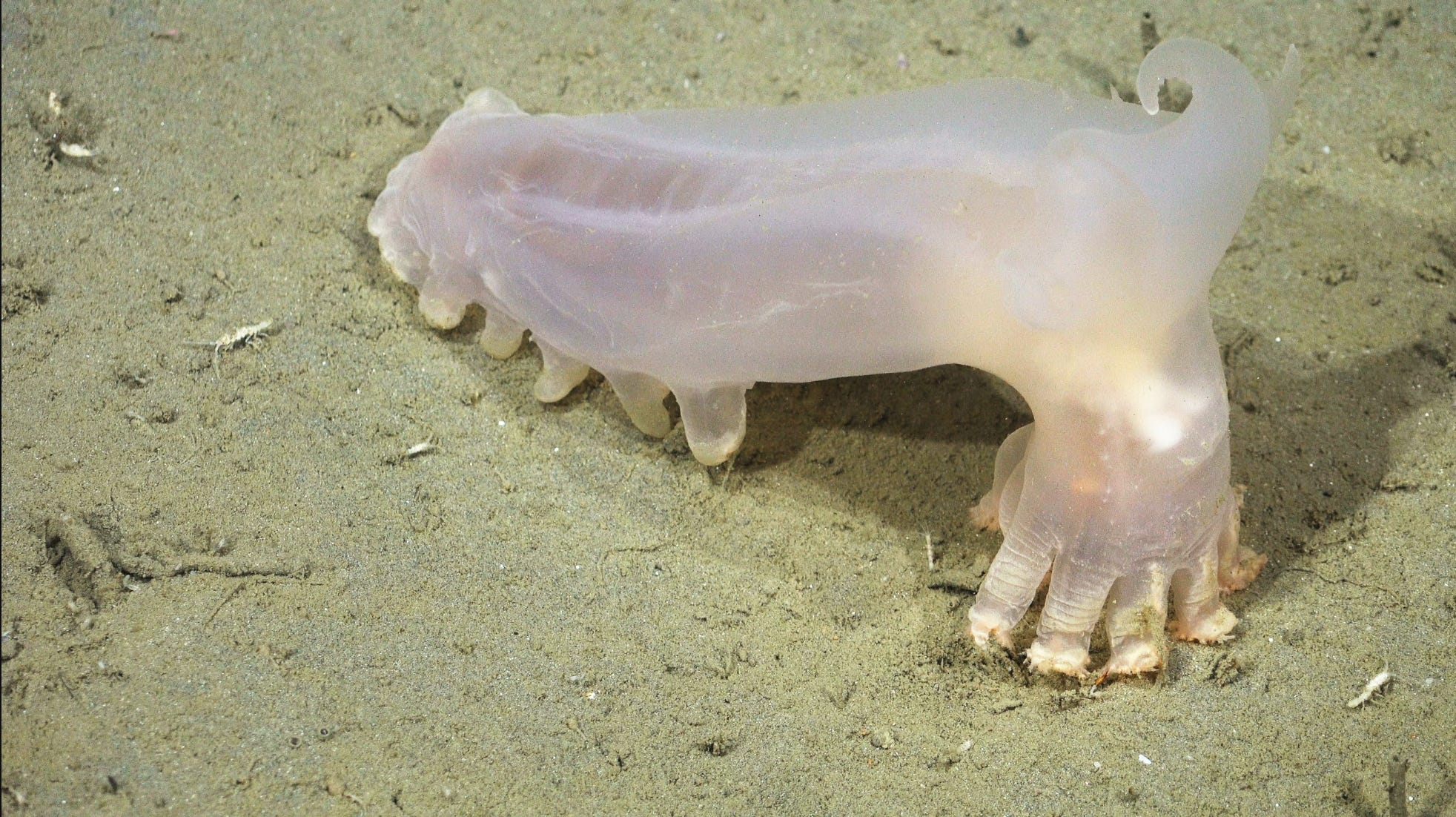 Sub Stack Substructure 57 New Deep Sea Species Discovered Off Coast of Argentina