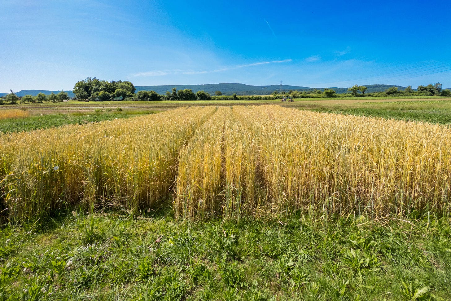 Überblick auf mehrere schmal abgesteckte Winterweizen-Parzellen des DOK-Langzeitversuchs: dicht stehende, goldgelb gereifte Ähren bilden gleichmäßige Reihen, eingerahmt von grüner Versuchswiese; dahinter Felder, Baumreihen und niedrige Hügel unter klarem, blauem Sommerhimmel.