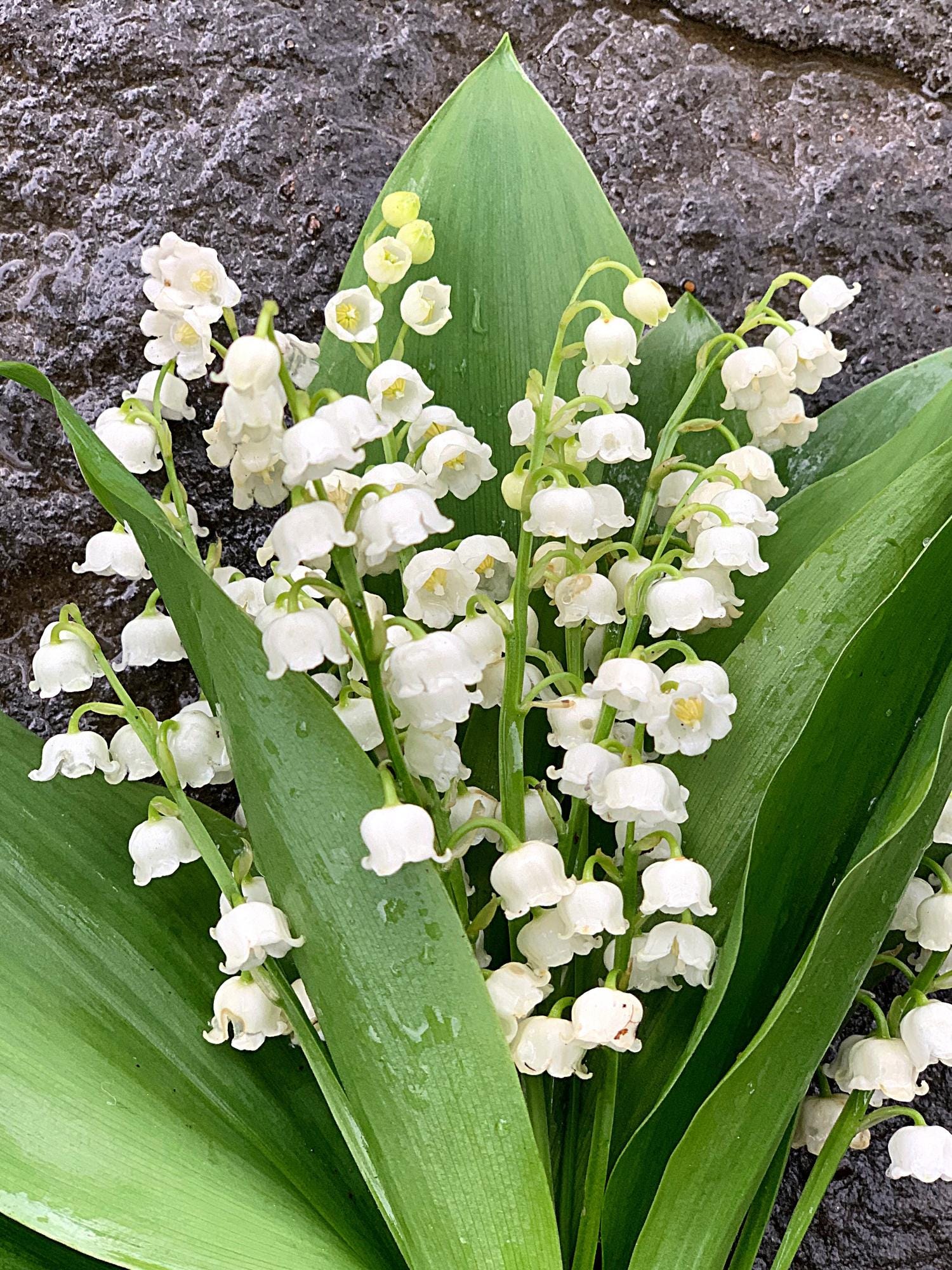 Lily of the Valley - by Ellen Frost - FlowerNerd