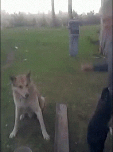 Dog Shake Paw GIF - Dog Shake Paw Hand GIFs