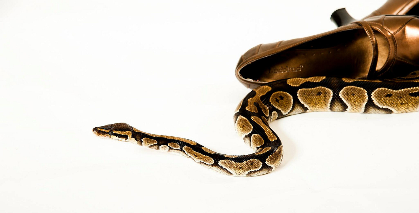 ball python slithering beside a gold high heeled shoe