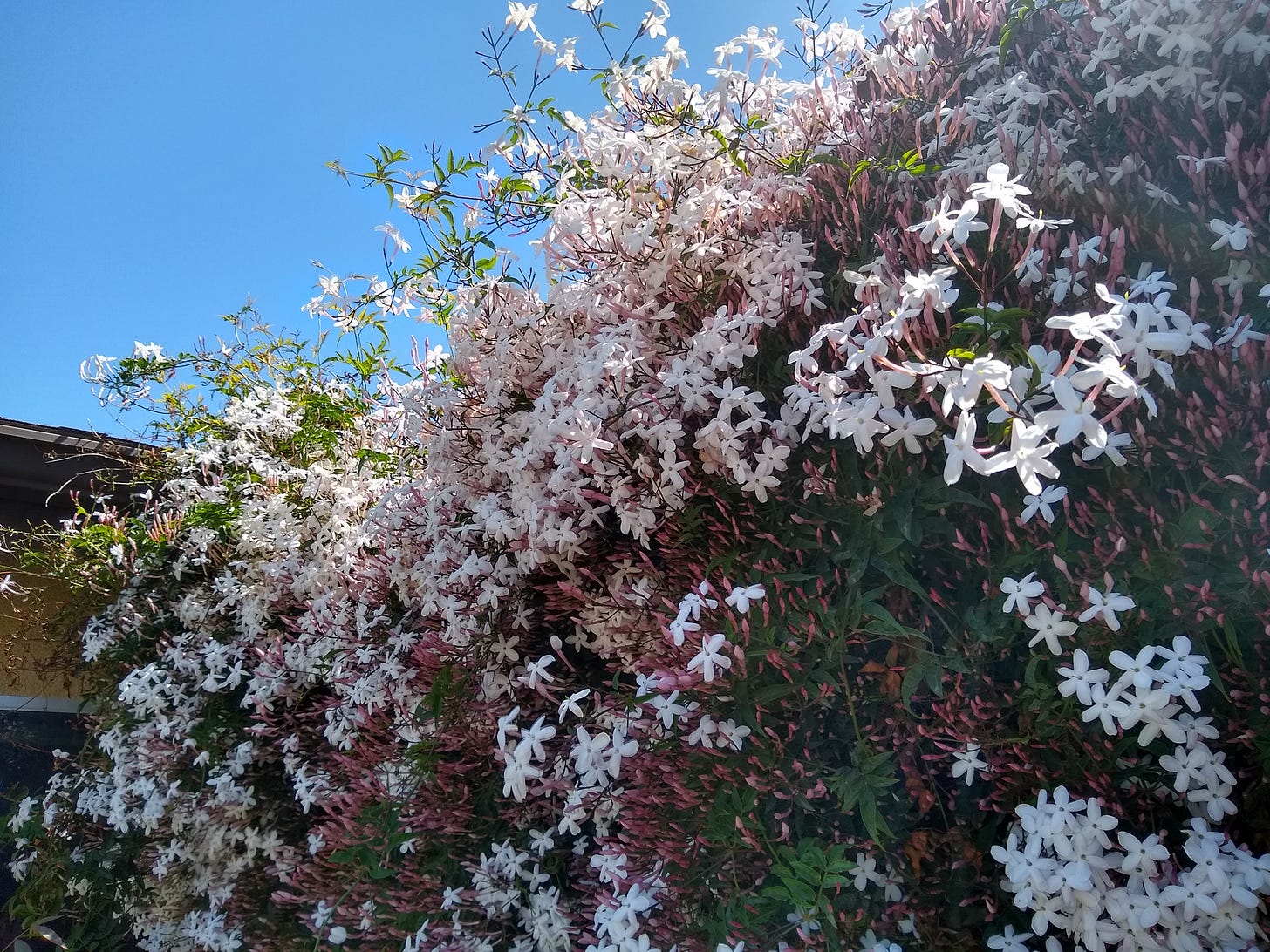A jasmine plant flowering with small, white flowers