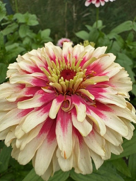 3 photos of zinnias in a variety of colours