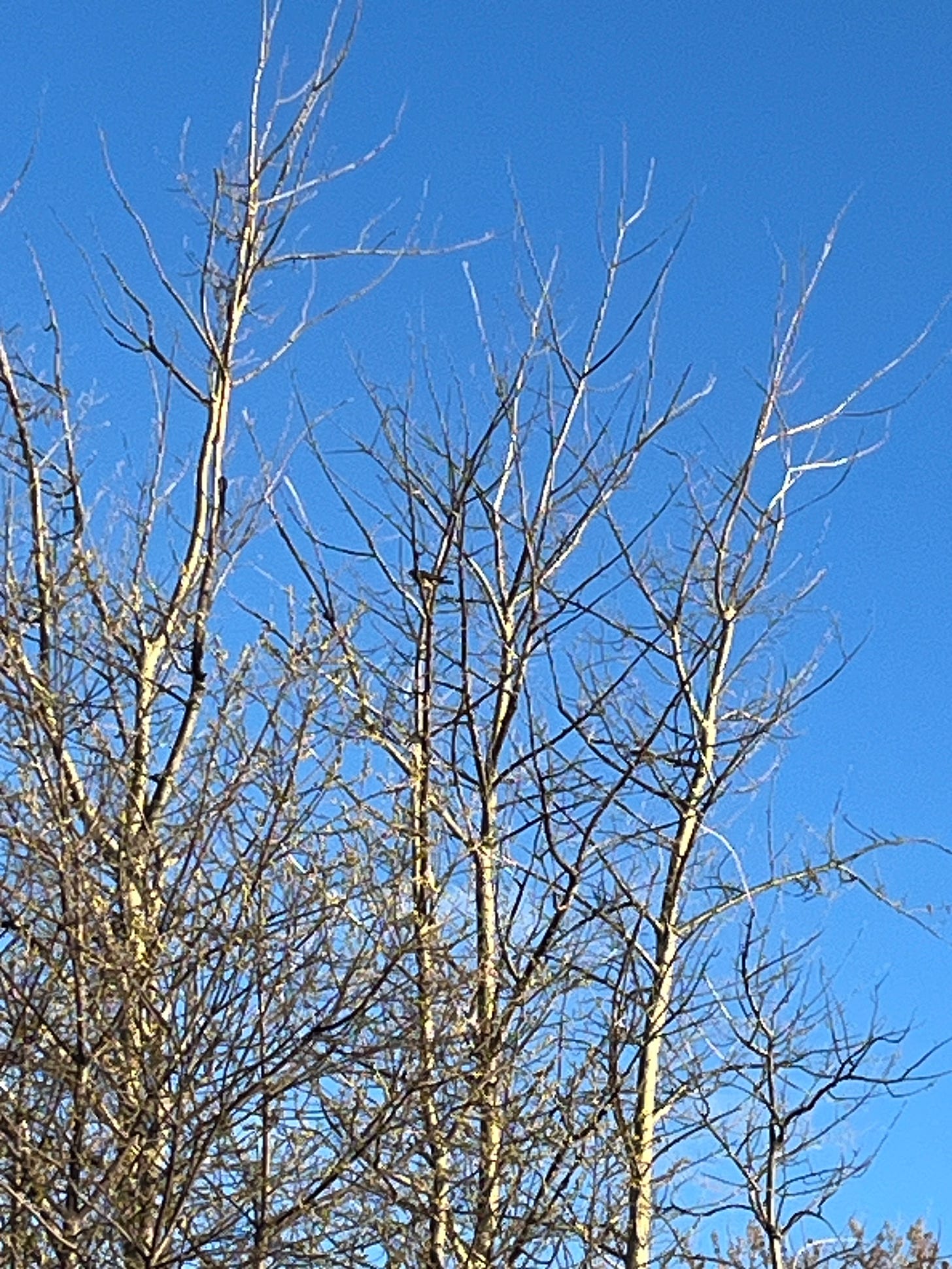 a terrible fuzzy long distance photo of an unidentifiable bird in a tree
