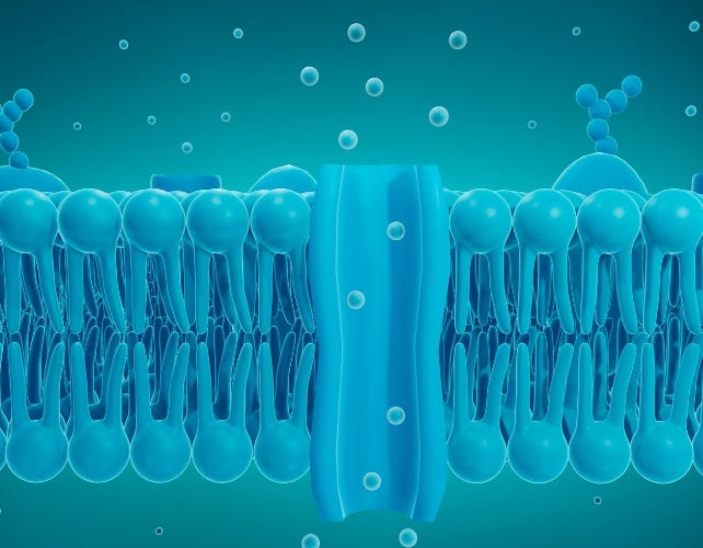 A blue cell membrane with an open channel through the middle A blue cell membrane with an open channel through the middle
