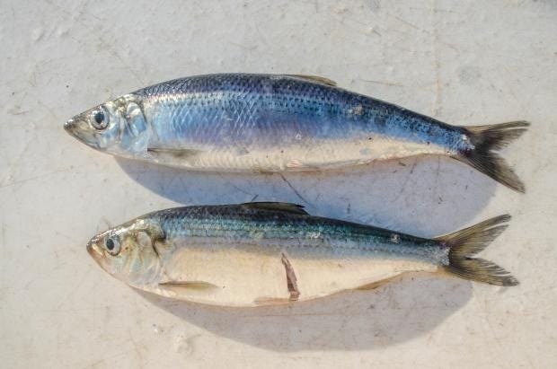 Alewife from shrimp survey