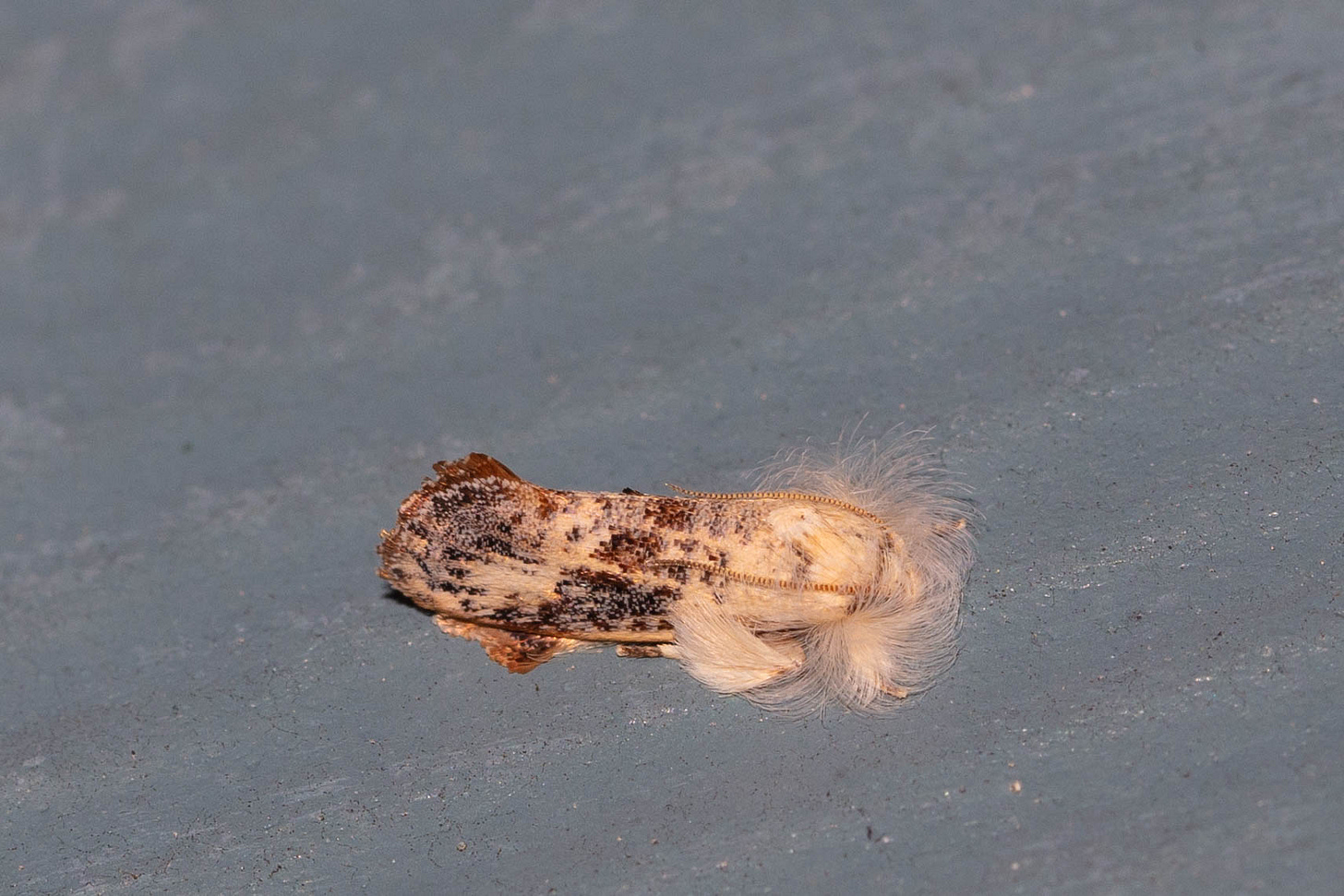 Close-up of a moth with a body shaped like a long, narrow tent. The wings are white mottled with brown, and a pair of floofy white plumes appear around the moth's front legs, obscuring those legs and the moth's face.