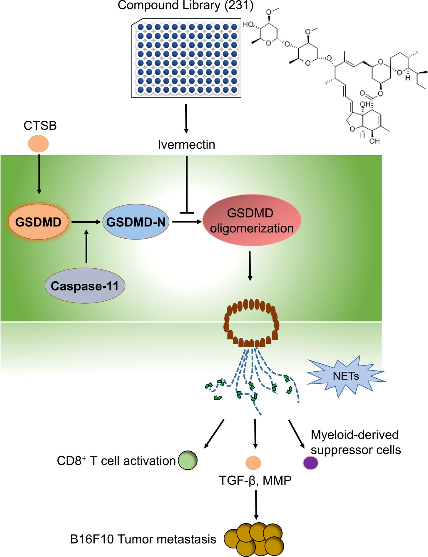 The graphic abstract in this study. By using a compound library, we identified a natural compound IVM, which significantly suppressed CTSBinduced NETs. The precise mechanism of IVM was targeting GSDMD and significantly suppressed GSDMD oligomerization. Thus IVM suppressed GSDMD-dependent NETs. The formation of NETs significantly promotes melanoma cancer metastasis through increasing TGF-b, MMP9 and myeloid-derived suppressor cells and suppressed CD8+T cells activation.