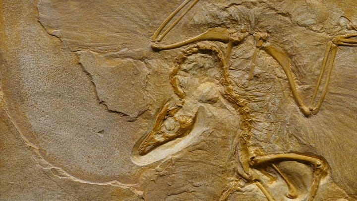 Fossil Archaeopteryx Fossil Archaeopteryx