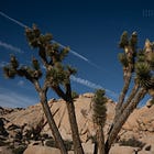 Spring Break 2026: Good Light in Joshua Tree