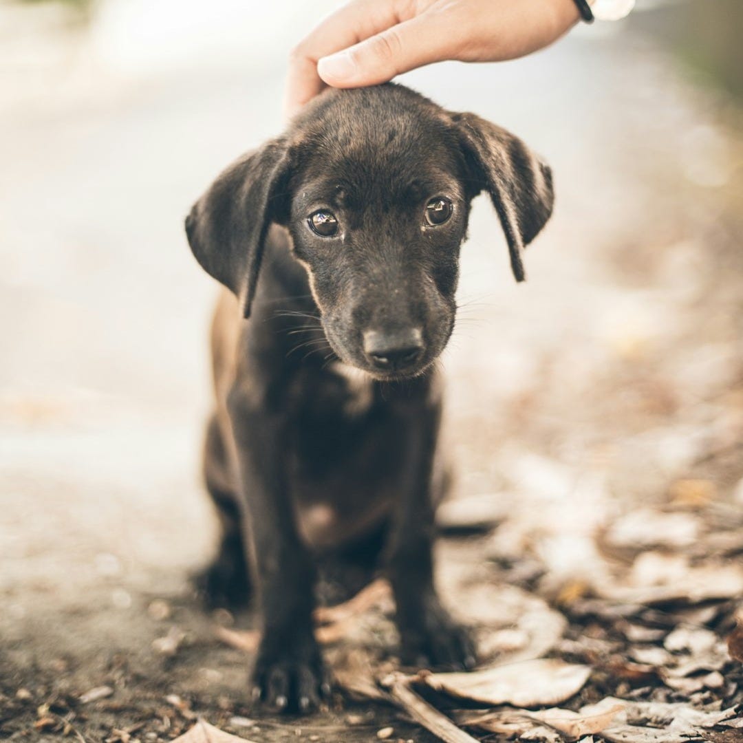 woman holding black puppy's head