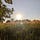 The Prairie Thistle