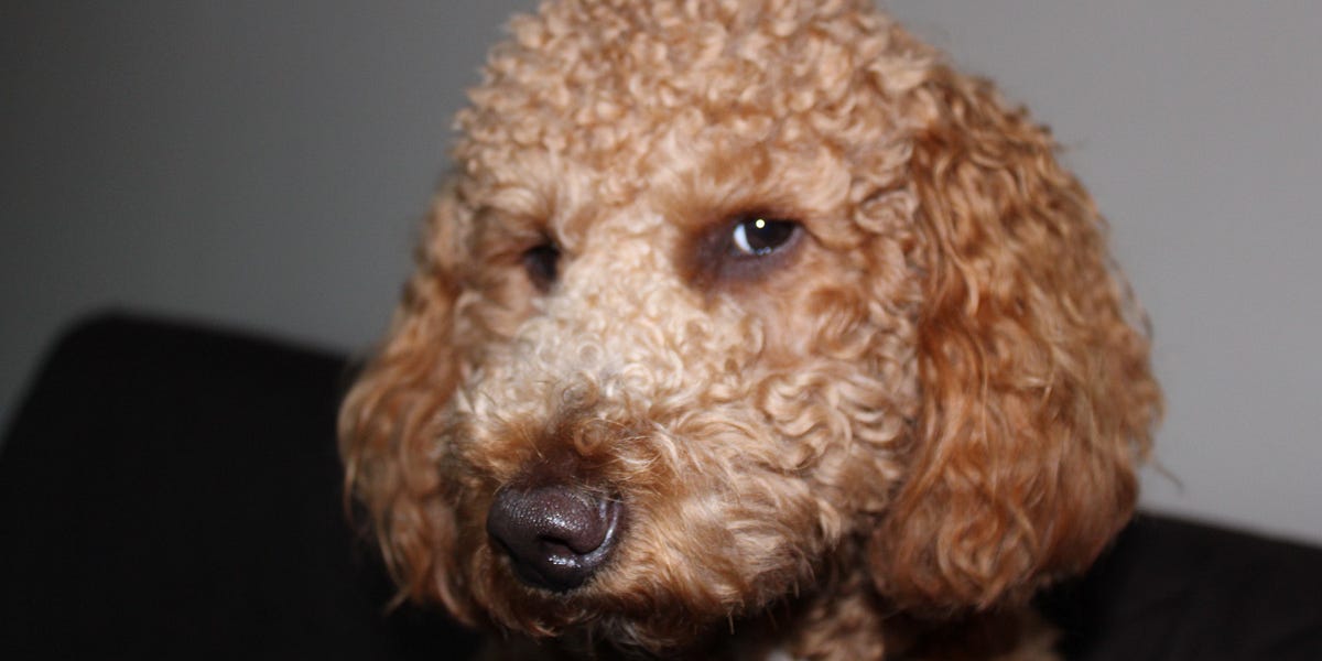 igorchudov.substack.com