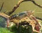 Crawdads: Naturalized Californians | California WaterBlog