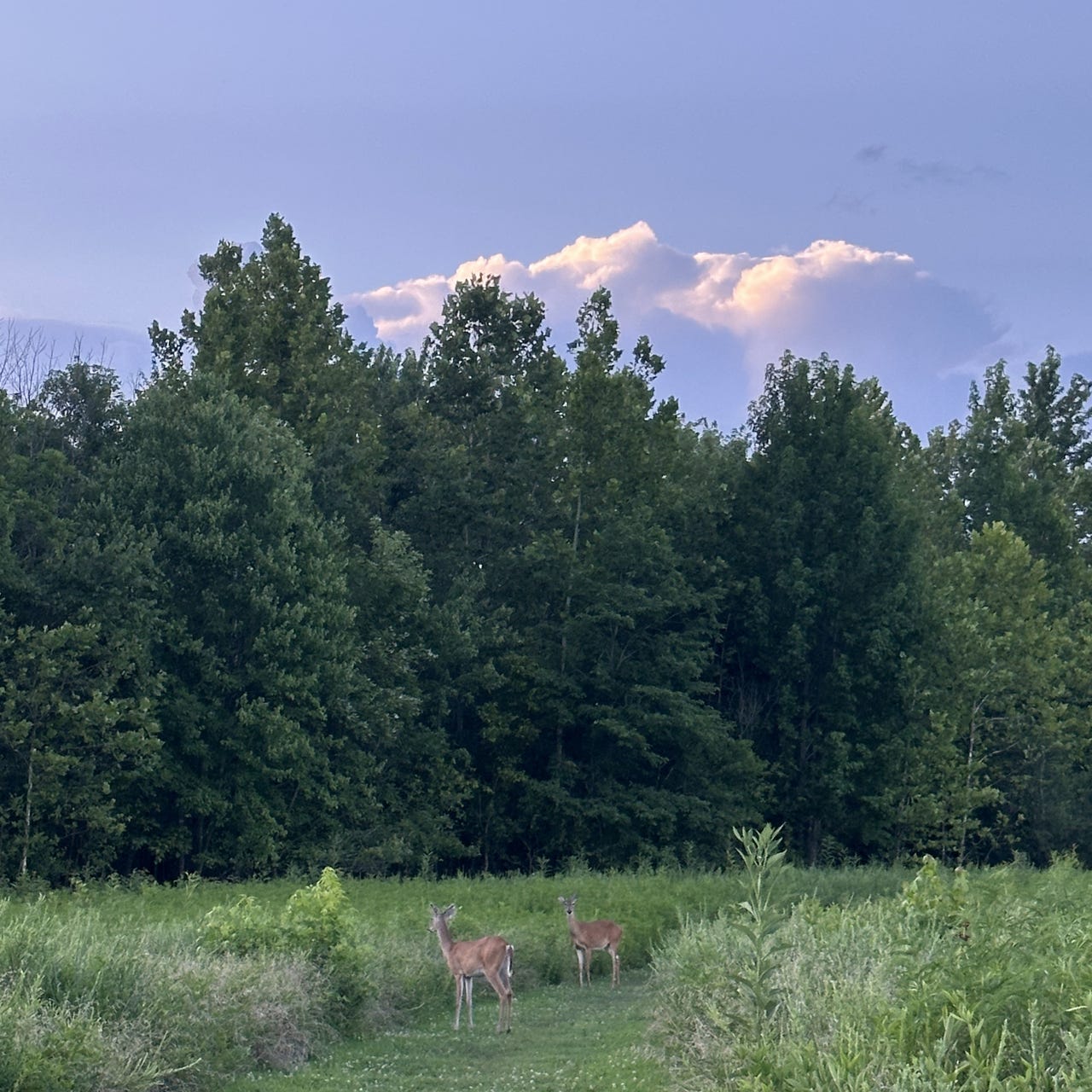 Like the Deer in the Field 