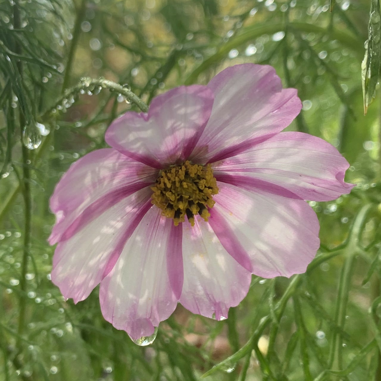 The Well-Gardened Artist