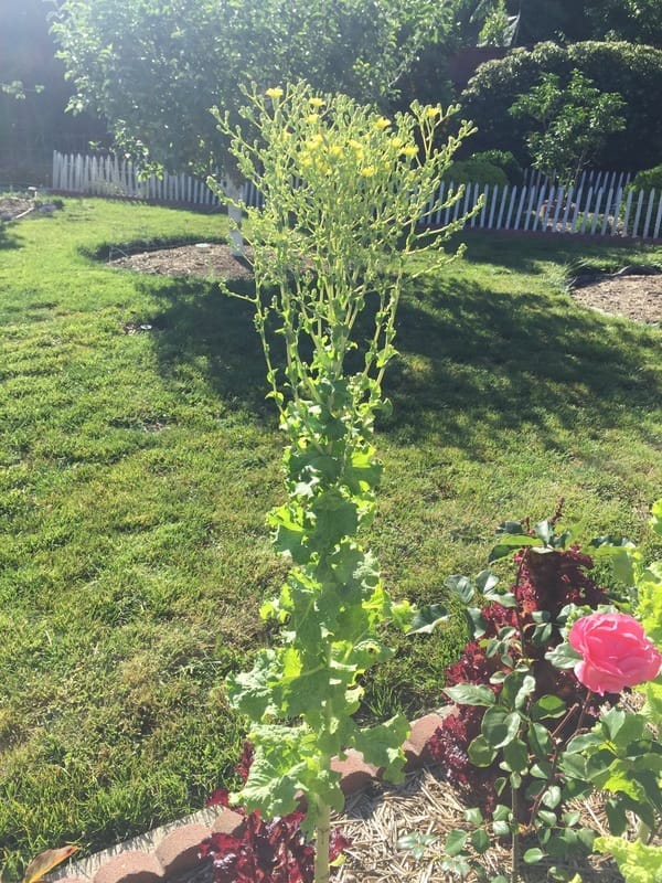 Lettuce - The Daily Garden