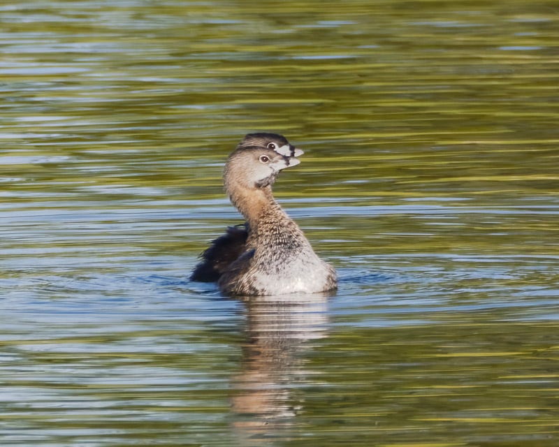 20250922-Sewailo-315-Edit.jpg 20250922-Sewailo-315-Edit.jpg