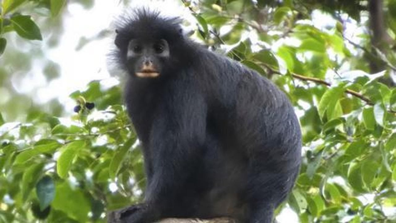 C. congoensis (©Daniel Rosengren)