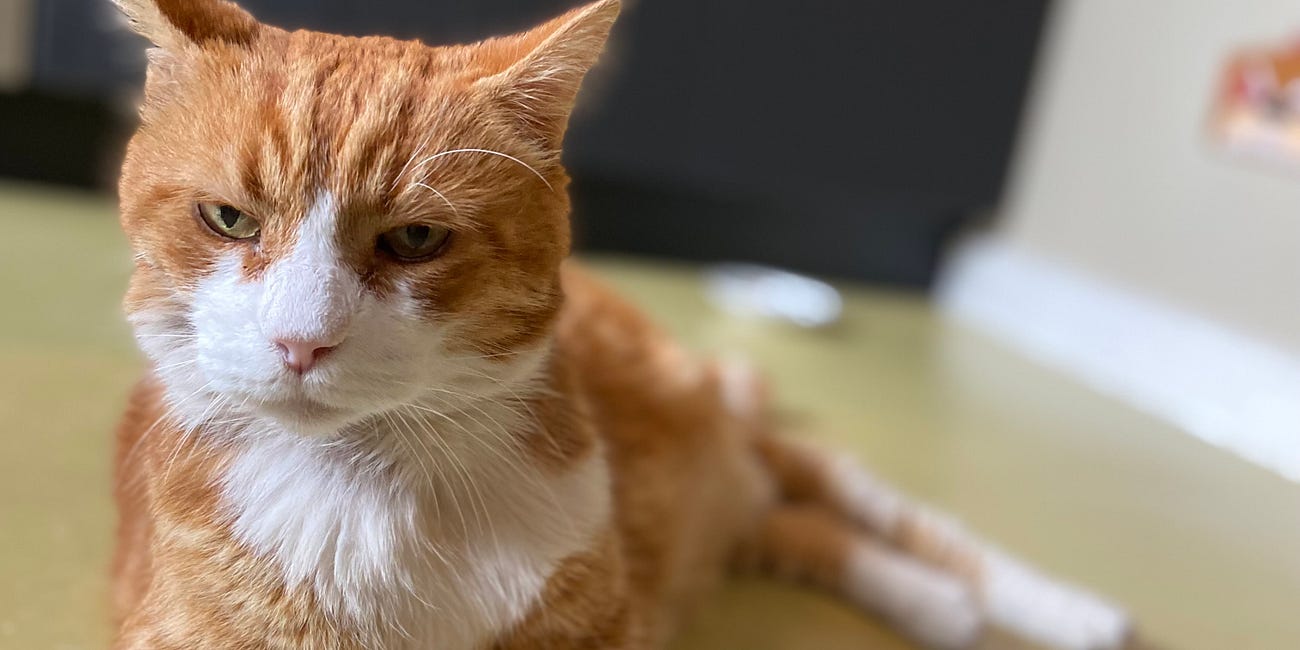 Finale! A Cat Named Pumpkin Goes for a Wander...