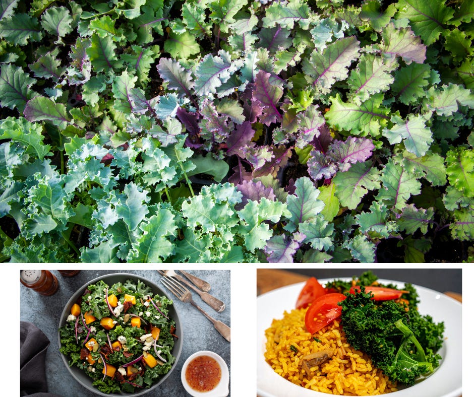 colorful kale leaves, kale salad and kale as a side dish 