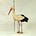 Bird of the Week