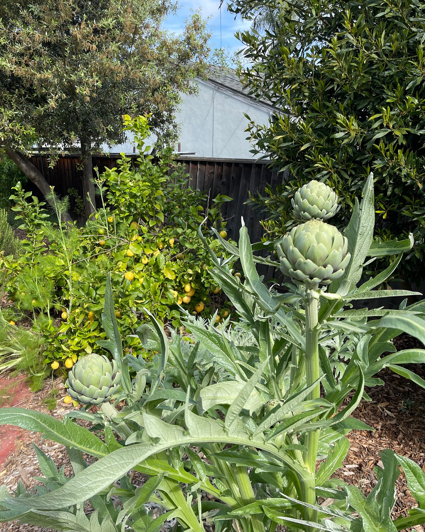 Artichokes Are Easy to Grow and Simple to Cook