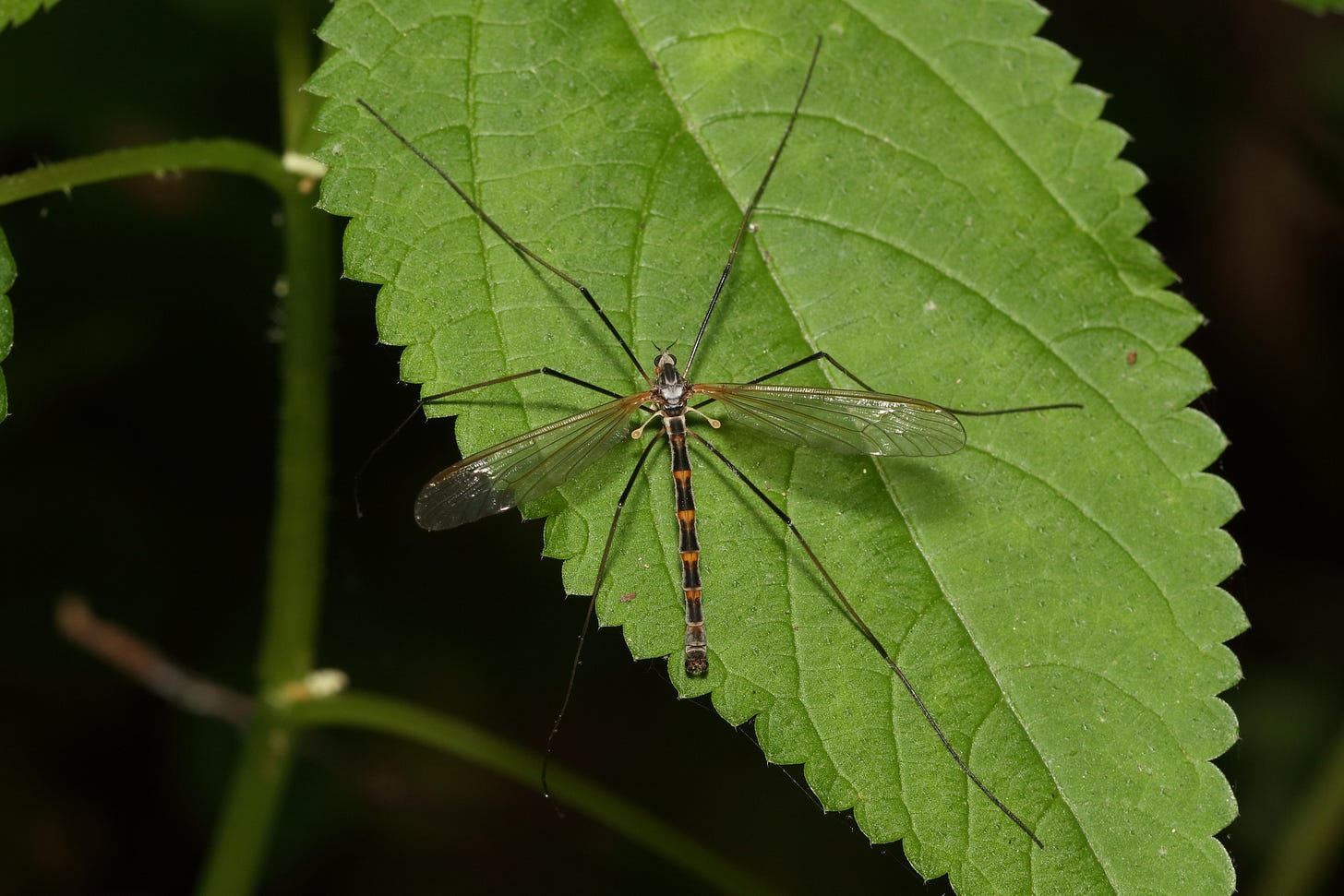 A cranefly, with a long, very thin body; very long spidery legs; and a pair of long, transparent wings, resting on a bright green leaf with serrated edges. The cranefly's legs are black, the vein bordering the top of each wing is golden yellow, the thorax is white (or pale gray), and the abdomen is striped black and bright orange. A cranefly, with a long, very thin body; very long spidery legs; and a pair of long, transparent wings, resting on a bright green leaf with serrated edges. The cranefly's legs are black, the vein bordering the top of each wing is golden yellow, the thorax is white (or pale gray), and the abdomen is striped black and bright orange.