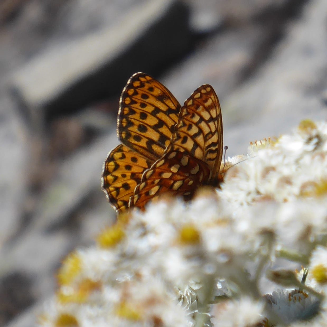 Karen Molenaar Terrell's Substack