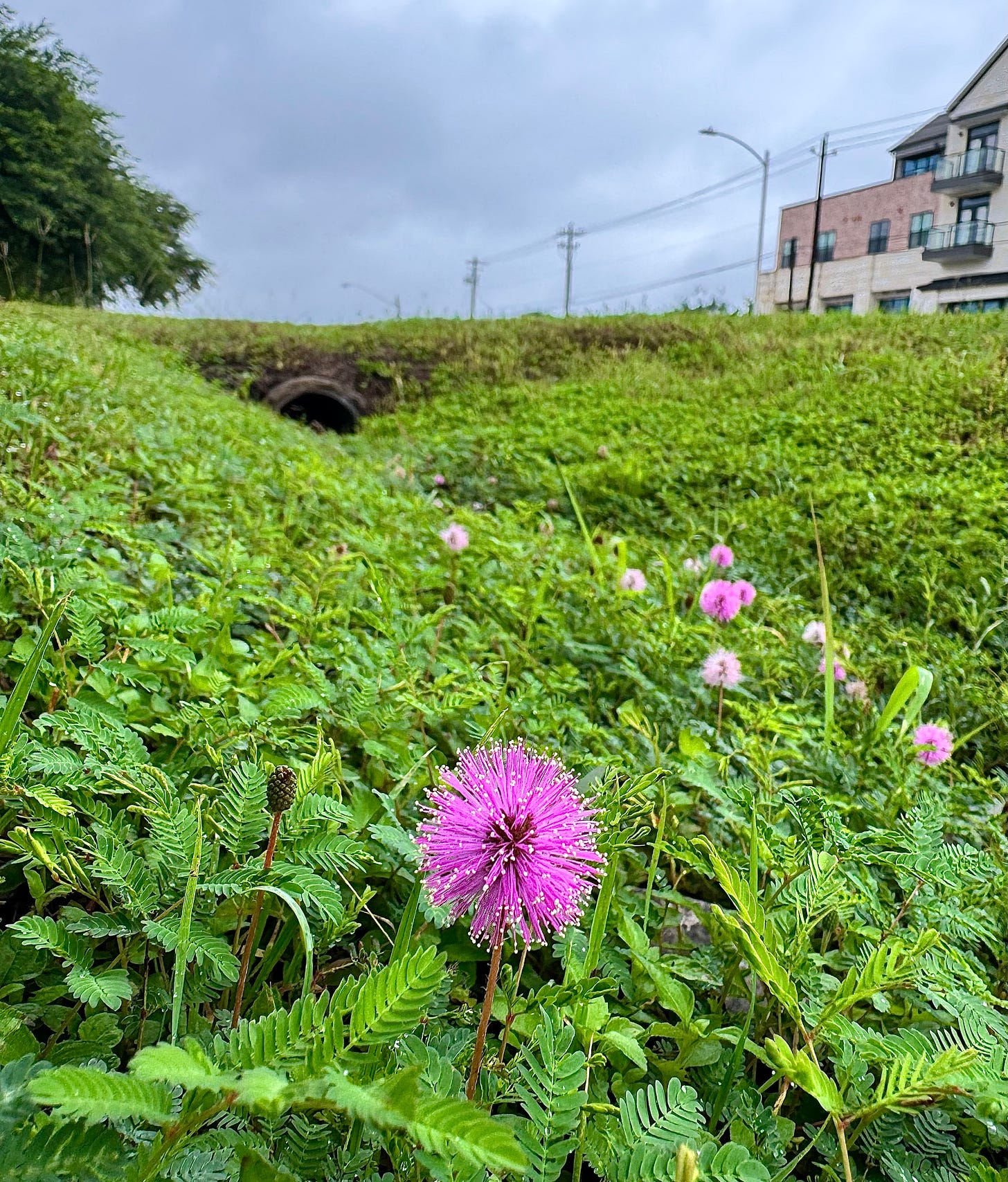 Powderpuff mimosa blossoms in a drainage ditch