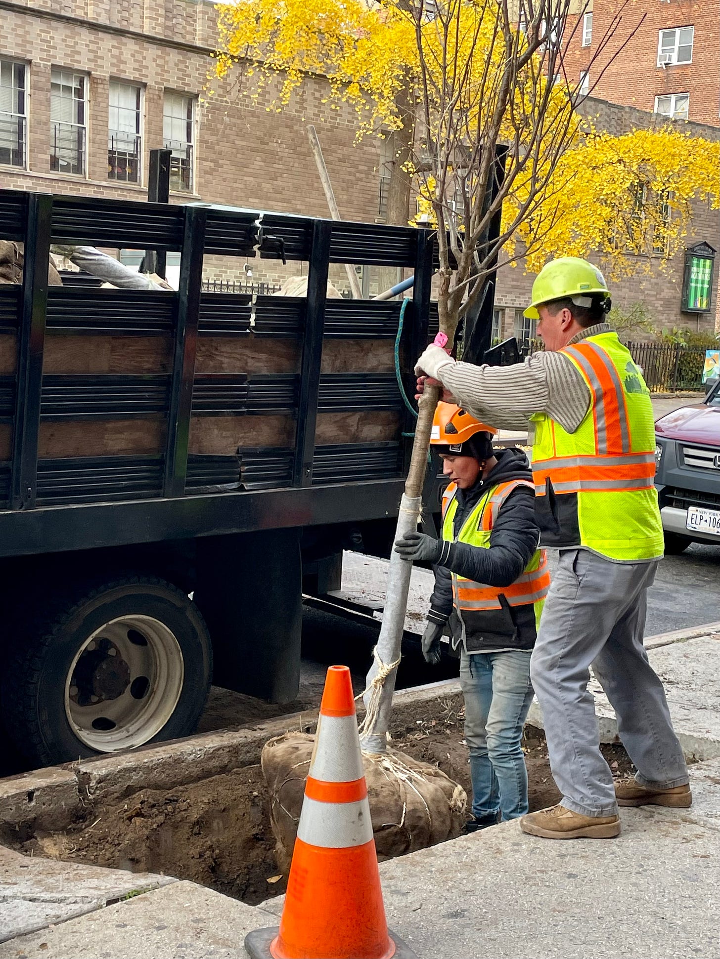 Image description: photo of workers lowering tree into its tree bed. End image description.