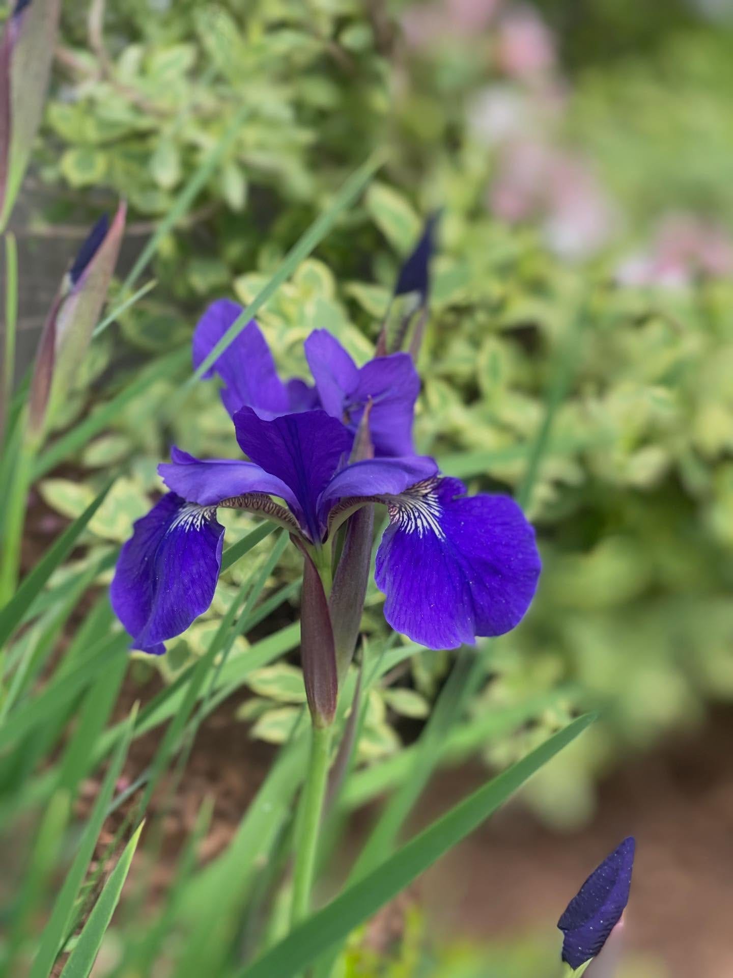 May be an image of bearded iris and text