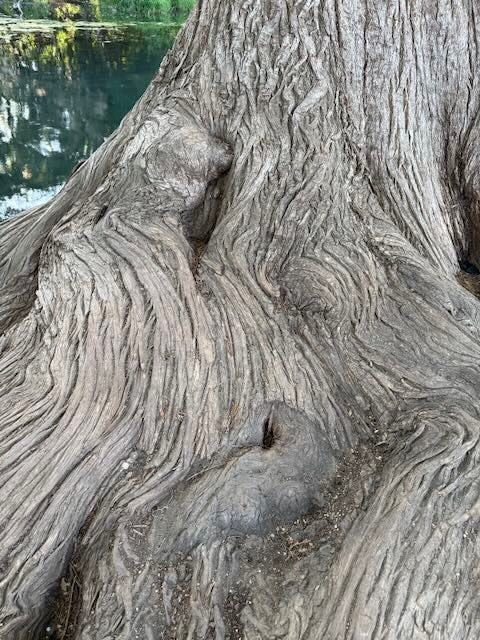 Close-up of swirling bark patterns on cypress tree trunk