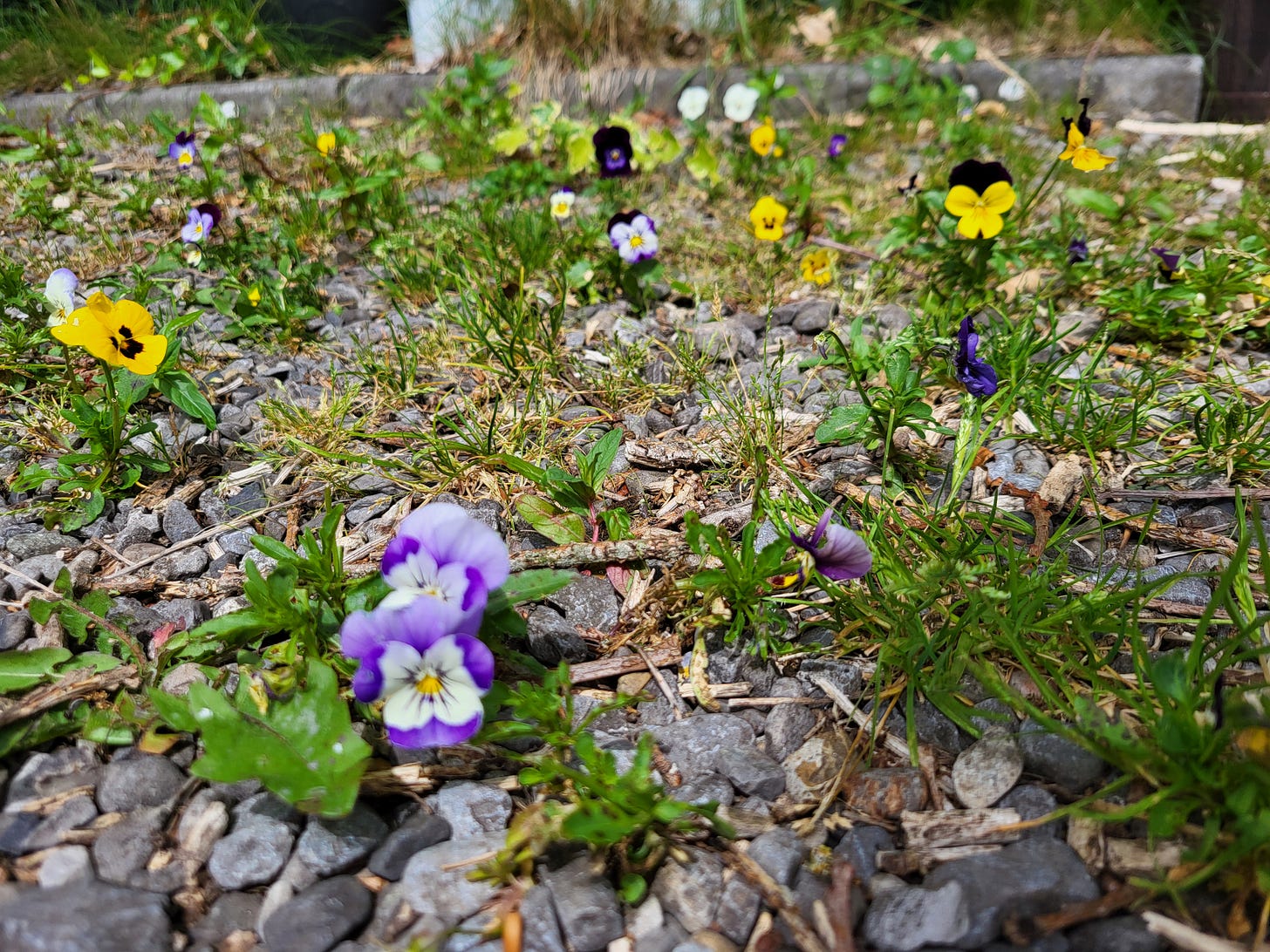 Purple, yellow and white pansies growing through gravel Purple, yellow and white pansies growing through gravel